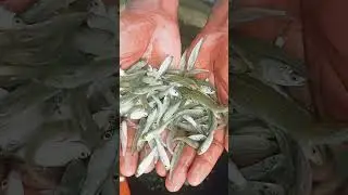 rohu mirga Fish 8 July 2024(2)