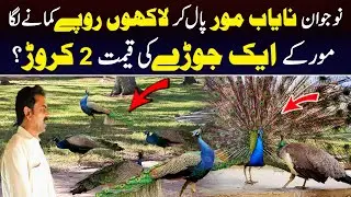 Biggest Peacock Farm in Pakistan | Price of a Pair: ₹20 Million?