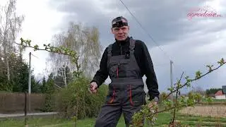 Jak przezimowały róże rabatowe cz.2. Przycinanie róż po zimie w Żywym Katalogu.