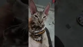 Loudest Purring Cat😻Cat's purring is the most relaxing sound #catpurringsounds #respect  #catsounds