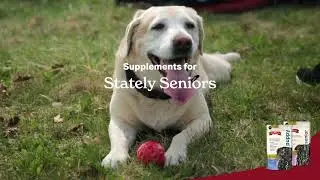 The Missing Link, The Supplement for Dogs at any stage of their life. Digital Ad