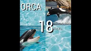 Dive into Discovery: 18 Fascinating Facts About Orcas!