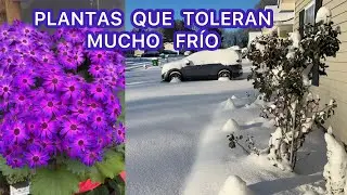 Plantas que toleran mucho frío y la segunda nevada en Charlotte NC 