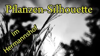 Pflanzen als Silhouette abbilden, Im Hermannshof in Weinheim/Bergstrasse