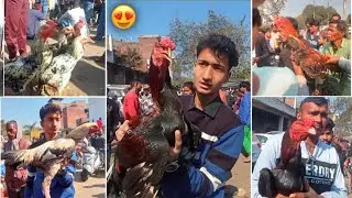 Aseel Murga Mandi Kanpur Live Update | सबसे सस्ते असील मुर्गे | Bakarganj Kanpur
