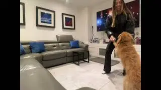 Rover Dog Walking/Sitter App 
