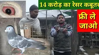 14 crore ka Racer kabutar Free le jao
