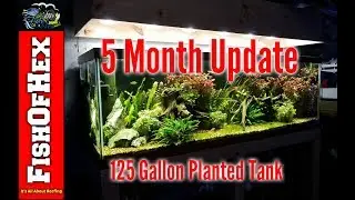 Five Month Update On The Planted Tank | Big Haircut Time