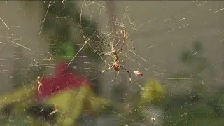 Atlanta man embraces Joro spiders, scientists remain unclear of their impact