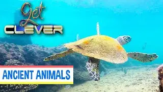 Australia's Vicious Ancient Animals | GET CLEVER | EP01