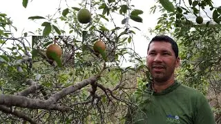 Chegou o tempo de colher a mangaba  está deliciosa fruta típica do cerrado