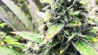 Week 9 Kush Kookies x Terp Daddy and Northern Lights x Rasta Kush Harvest Soon