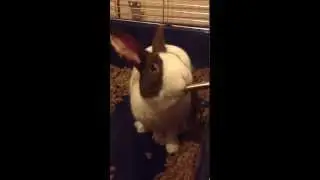 Spoiled bunny example.