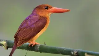 what the heck is a ruddy kingfisher