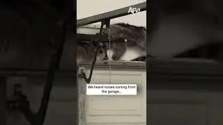 We heard noises coming from the garage...
