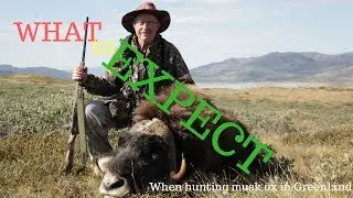 Hunting experience &rarr; What to expect when hunting musk ox in Greenland with Major Hunting