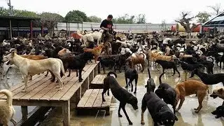 Familia dedica todo al cuidado de 3.000 perros sin hogar 💚🐕