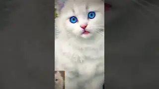 Cat's viral video Top trading YouTube video #cats #funny #gaming #cartoon #gta #shorts #catworld #ki