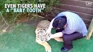 Extracting A Tiger's Tooth | GineersNow