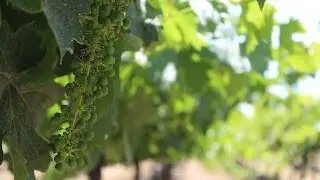 Sun-Maid Marketing Plan to Increase Demand for California Raisins