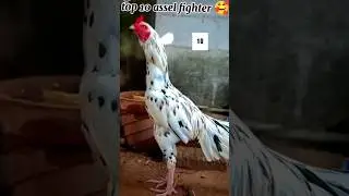 Top 10 aseel fighters #aseelmurga #aseel #aseellovers #aseelfighter