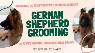 German Shepherd Grooming Tips At My Pet Hospital Gulshan e Iqbal branch Karachi Pakistan