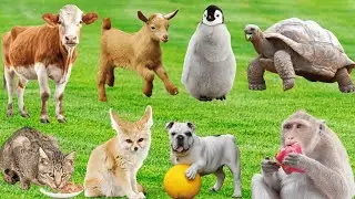 Farm Animal Sounds: Mantis, Cougar, Camel, Alpaca, Seal, Cat, Squirrel - Animal Sounds Collection