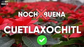 No es NOCHE BUENA, es CUETLAXOCHITL.