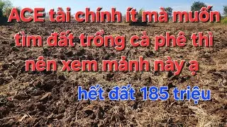 185trieu hết đất. ACE tài chính ít muốn tìm đất trồng cà phê thì nên tham khảo ạ 
