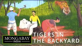 The overlooked cost of living with tigers | Maharashtra