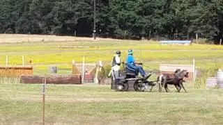 Minihawks at Inavale 2016 Water Hazard