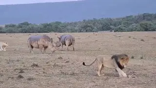Lions catch a young calf and take on two rhinos