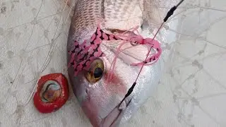 tutopeche : peche du pagre au kabura