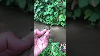 grasshopper jump