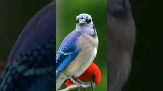 #chidiya #vilen #ekraat #birds #ekraatvilen #bird #instagood #darksmusiccompany #love