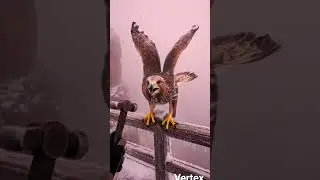 Frozen solid in ice... seconds later,the eagle takes flight 🦅#rescue #rescueanimals #arcticrescue
