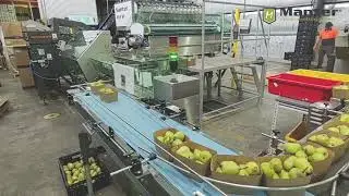 Punnet packaging line 1 - 2,5 kg punnets of apples and pears wrapped in foil