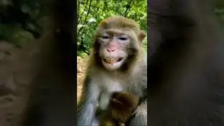 #monkey lover #funny video per#like karo comment#like 👍🤣🤪🐒 video gana #likes