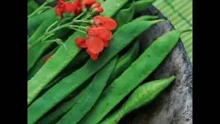 Tasty Dwarf French Bean