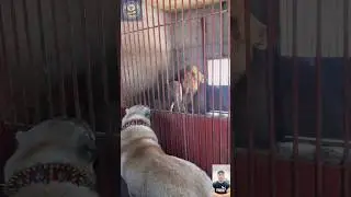 Kangal vs Lion 🦁The Ultimate Face-Off! 🦁🐶 Who Would Win?
