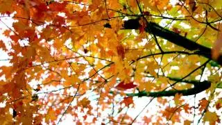 slow motion fall leaves fluttering by tree