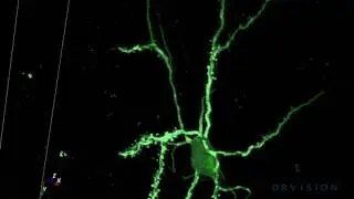 Aivia 5 - Automatic Neuron Detection and Analysis