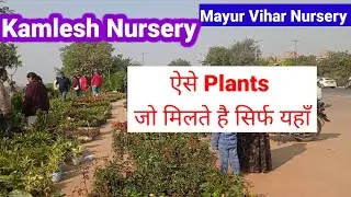 नए पौधे आए है || KamleshNursery|| #youtube #plantnurseryvisit #kavitaminigarden 