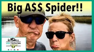 Big Spider and Awesome Campsite At Ochlockonee River State Park