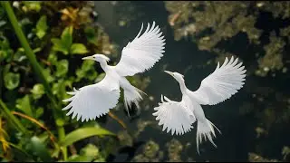 5 Remarkable Plants That Look Like Animals: Nature&rsquo;s Masterpieces