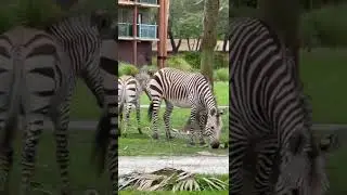 MOMMY SHOWS BABY ZEBRA WHO IS BOSS / DO YOU THINK BABY LEARNED HIS LESSON? #shorts #zebras #disney