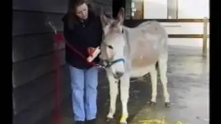 Adopt a donkey