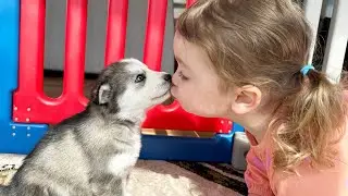 Adorable Baby Falls In Love With New Puppies!