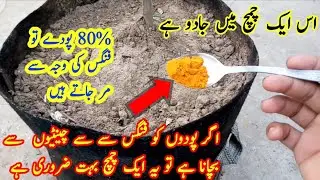 Use this one spoon and save plants from fungus , Ants and insects | free of cost organic fungicide