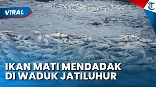 RATUSAN KILOGRAM IKAN MATI MENDADAK DI WADUK JATILUHUR, Ini Penyebabnya, Petani Rugi Ratusan Juta